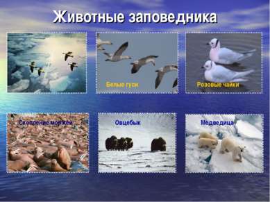 Животные заповедника Белые гуси Медведица Скопление моржей Овцебык Розовые чайки