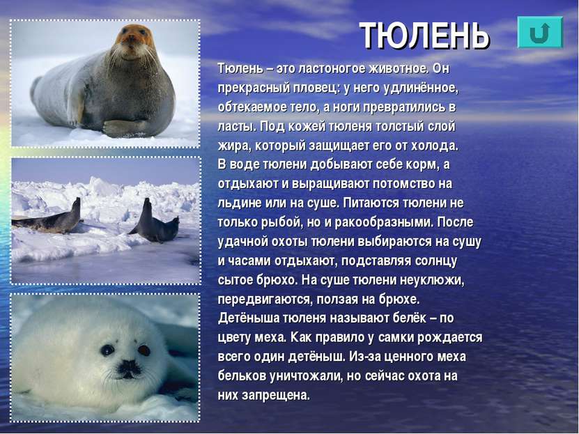 ТЮЛЕНЬ Тюлень – это ластоногое животное. Он прекрасный пловец: у него удлинён...