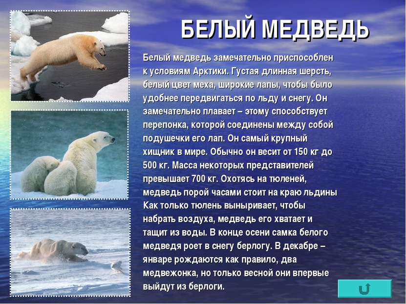 БЕЛЫЙ МЕДВЕДЬ Белый медведь замечательно приспособлен к условиям Арктики. Гус...