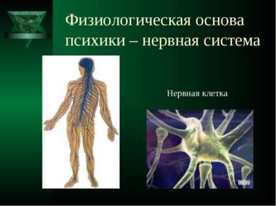 Физиологическая основа психики – нервная система Нервная клетка