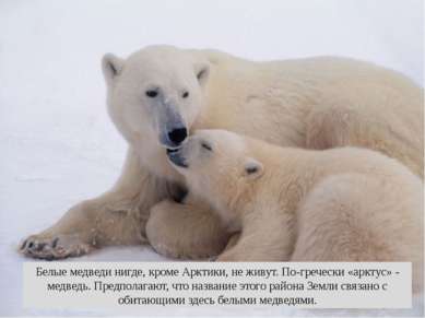 Белые медведи нигде, кроме Арктики, не живут. По-гречески «арктус» - медведь....