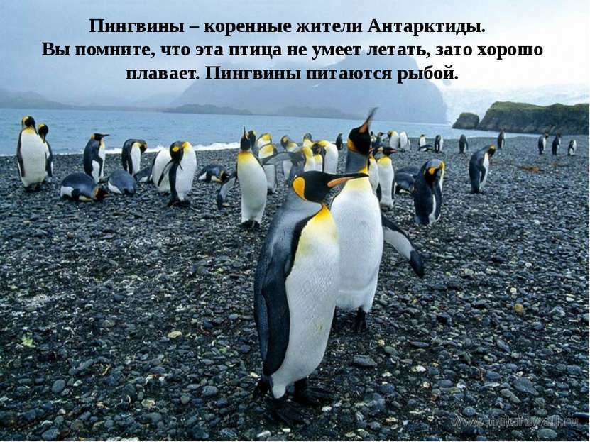 Пингвины – коренные жители Антарктиды. Вы помните, что эта птица не умеет лет...
