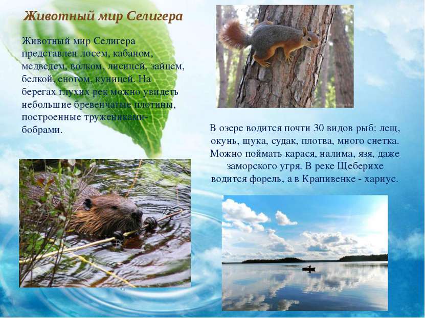 Животный мир Селигера Животный мир Селигера представлен лосем, кабаном, медве...