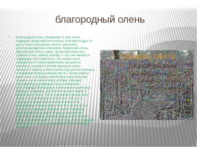 благородный олень Благородный олень объединяет в себе много подвидов, предста...