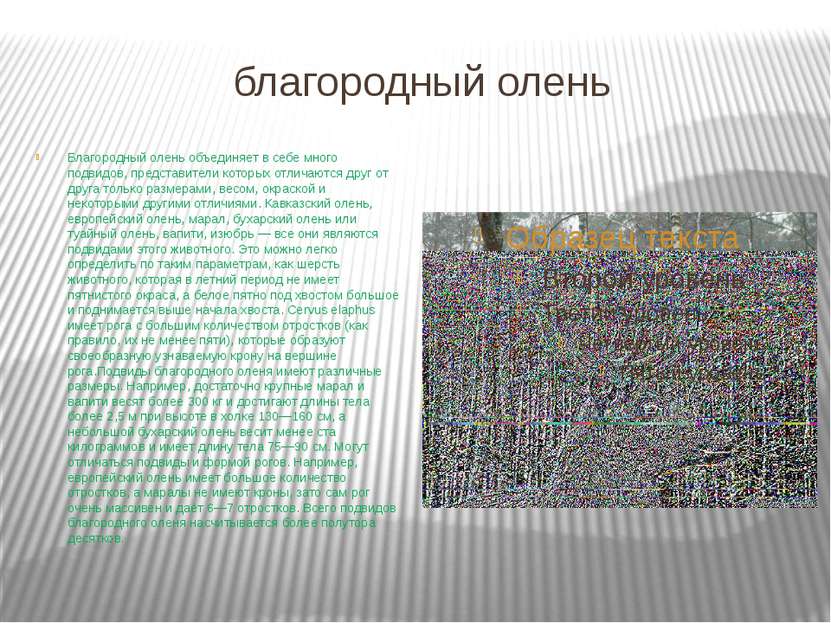 благородный олень Благородный олень объединяет в себе много подвидов, предста...