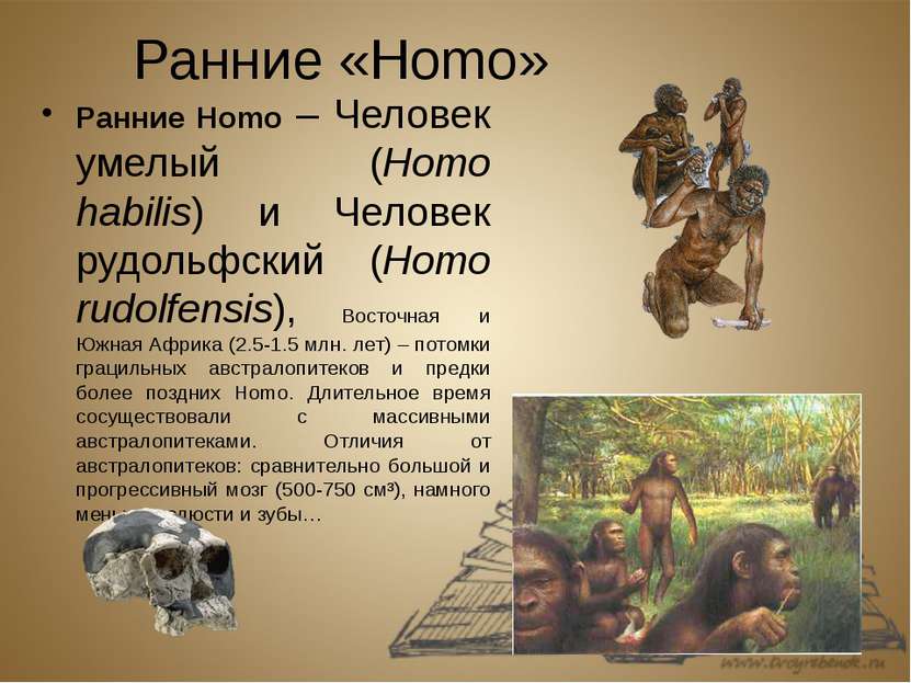 Ранние «Homo» Ранние Homo – Человек умелый (Homo habilis) и Человек рудольфск...
