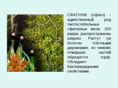 СФАГНУМ (сфагн) - единственный род листостебельных сфагновых мхов. 320 видов,...
