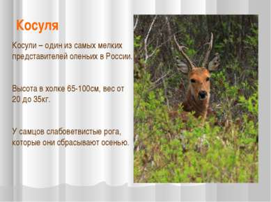 Косуля Косули – один из самых мелких представителей оленьих в России. Высота ...