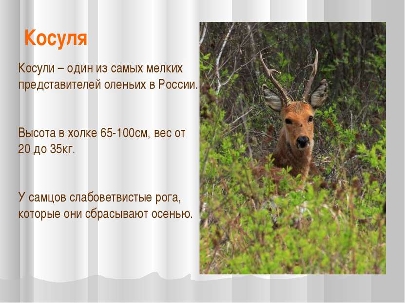 Косуля Косули – один из самых мелких представителей оленьих в России. Высота ...