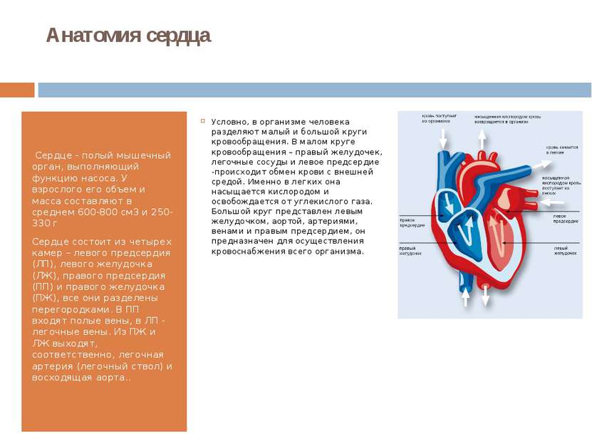 Анатомия сердца  Сердце - полый мышечный орган, выполняющий функцию насоса. У...