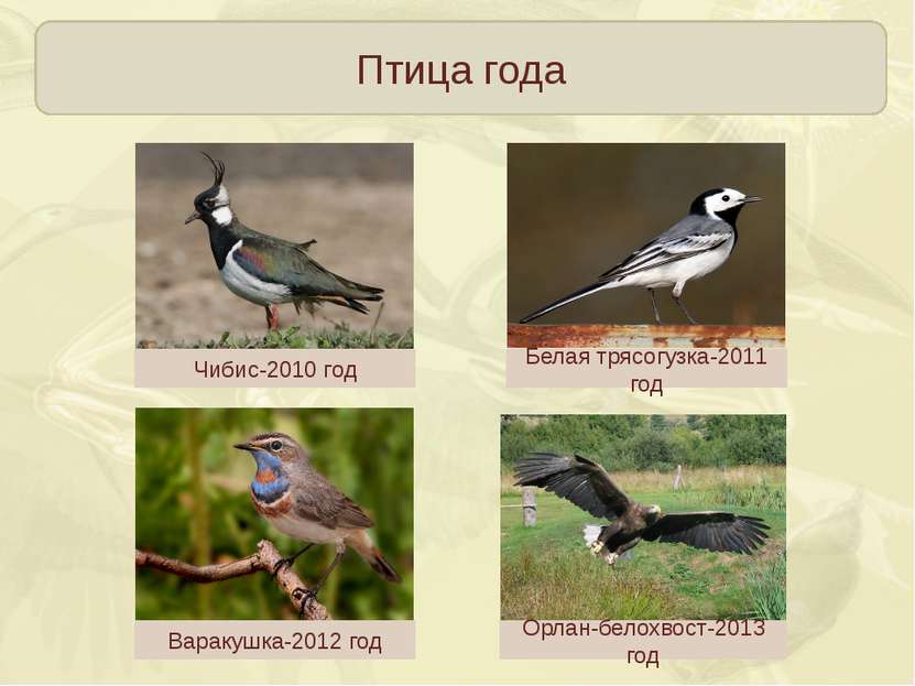 Птица года Чибис-2010 год Белая трясогузка-2011 год Варакушка-2012 год Орлан-...