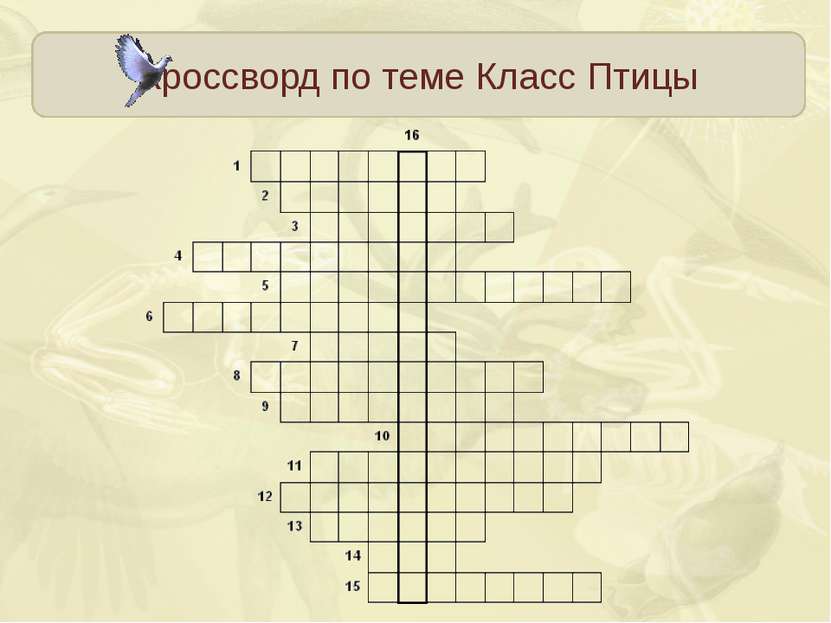 Кроссворд по теме Класс Птицы