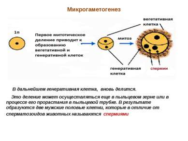 Микрогаметогенез В дальнейшем генеративная клетка, вновь делится. Это деление...