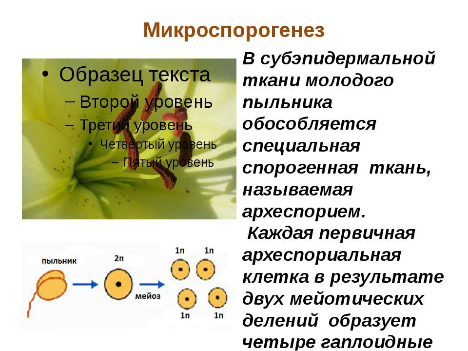 Деление клеток спорогенной ткани. Микроспорогенез и макроспорогенез. Микроспорогенез у покрытосеменных растений. Спорогенез и гаметогенез у цветковых растений. Микроспорогенез у высших растений.