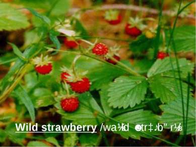 Wild strawberry /waɪld ˈstrɔːbərɪ/