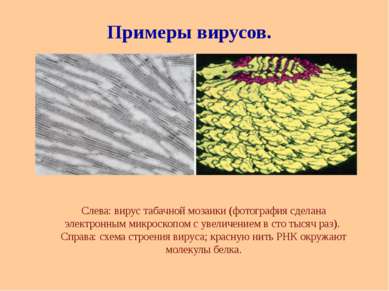 Слева: вирус табачной мозаики (фотография сделана электронным микроскопом с у...