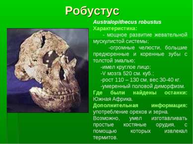 Робустус Australopithecus robustus Характеристика: - мощное развитие жеватель...