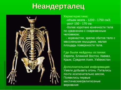 Неандерталец Характеристика: -объем мозга - 1200 - 1750 см3; -рост 150 - 170 ...