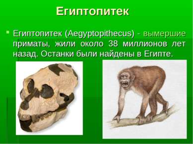 Египтопитек Египтопитек (Aegyptopithecus) - вымершие приматы, жили около 38 м...