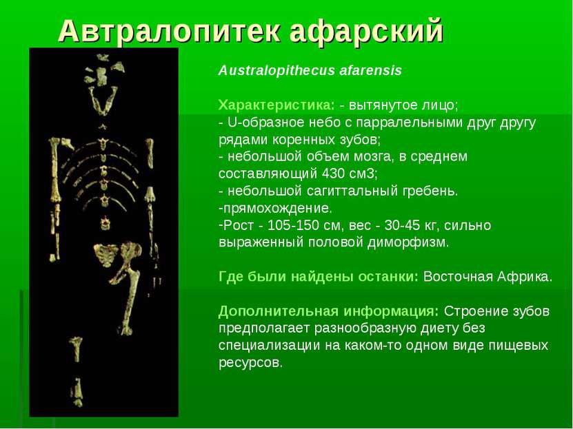 Автралопитек афарский Australopithecus afarensis Характеристика: - вытянутое ...