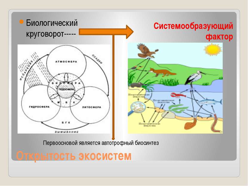 Открытость экосистем Биологический круговорот----- Системообразующий фактор П...