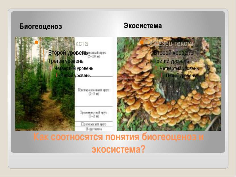 Как соотносятся понятия биогеоценоз и экосистема? Биогеоценоз Экосистема