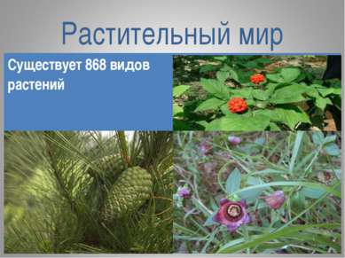 Растительный мир Существует 868 видов растений Женьшень