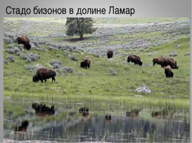Стадо бизонов в долине Ламар