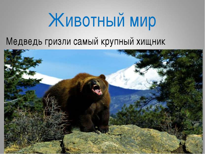 Животный мир Медведь гризли самый крупный хищник