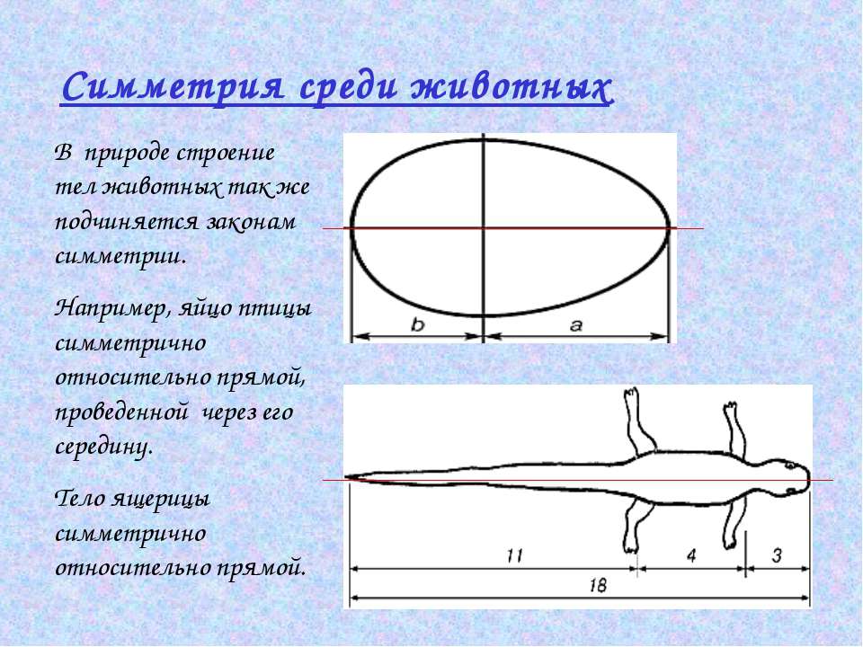 Симметрия тела ящерицы