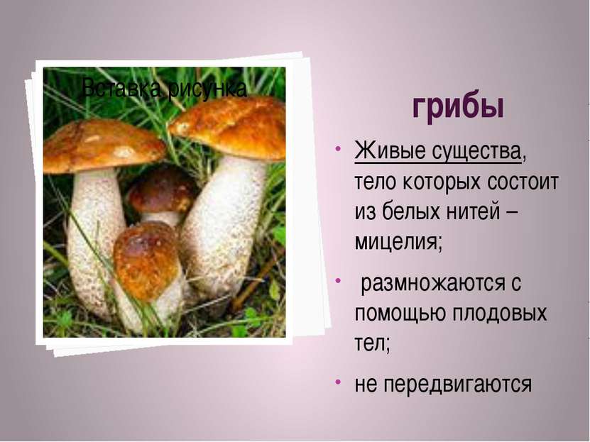 грибы Живые существа, тело которых состоит из белых нитей – мицелия; размножа...