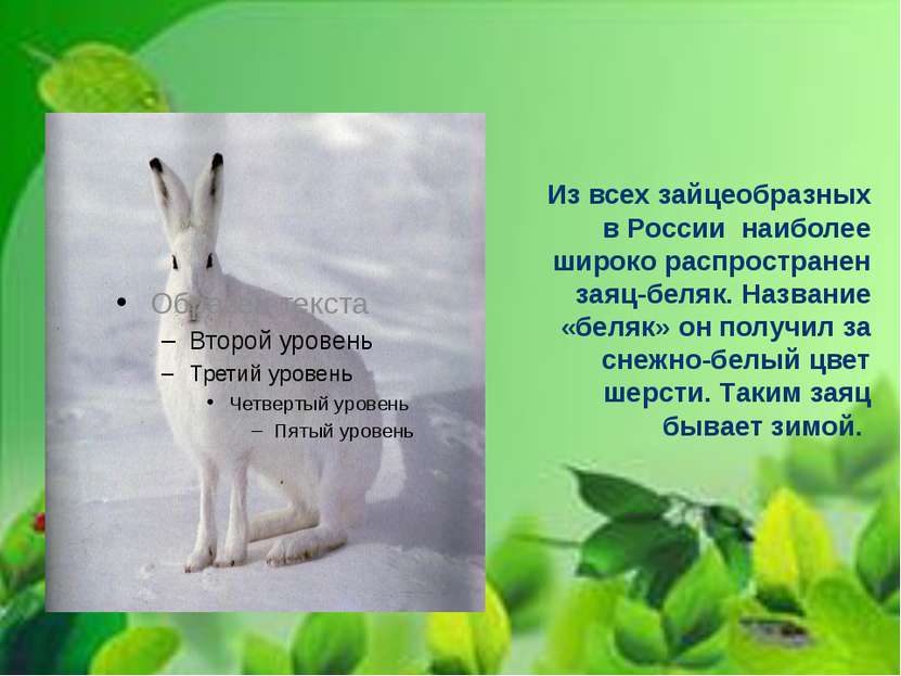 Из всех зайцеобразных в России наиболее широко распространен заяц-беляк. Назв...