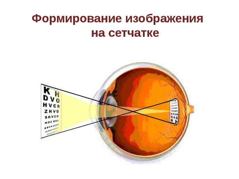 Бинокулярное зрение Благодаря тому, что у нас имеется два глаза, каждый из ко...