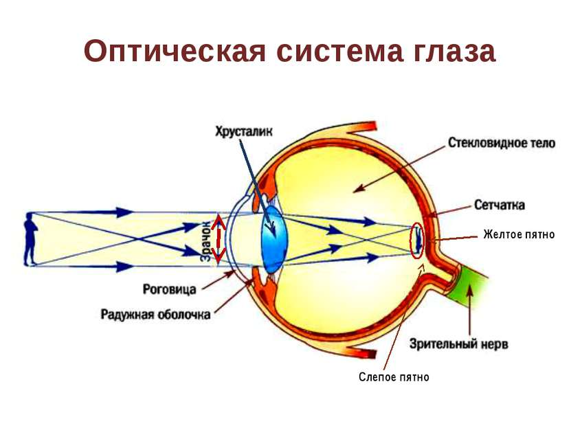 Оптическая система глаза Желтое пятно Слепое пятно На слайде «активна» стрелк...