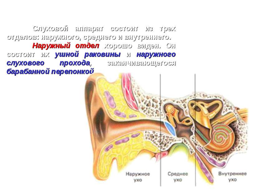 Слуховой аппарат состоит из трех отделов: наружного, среднего и внутреннего. ...