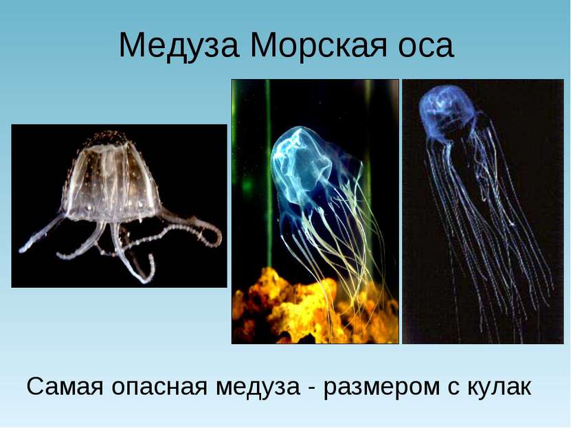 Медуза Морская оса Самая опасная медуза - размером с кулак
