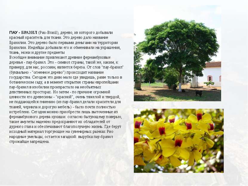 ПАУ - БРАЗИЛ (Pau-Brasil), дерево, из которого добывали красный краситель для...