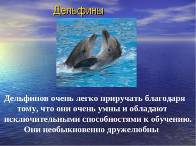 Дельфины Дельфинов очень легко приручать благодаря тому, что они очень умны и...