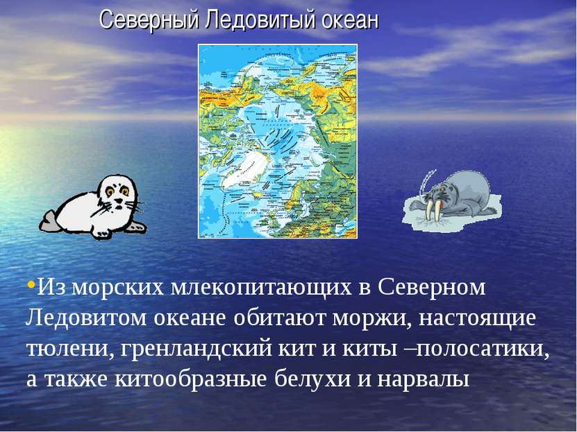 Северный Ледовитый океан Из морских млекопитающих в Северном Ледовитом океане...
