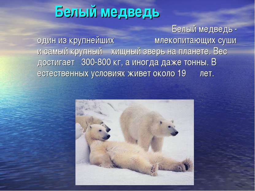 Белый медведь Белый медведь - один из крупнейших млекопитающих суши и самый к...