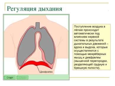 Регуляция дыхания Поступление воздуха в лёгкие происходит автоматически под в...