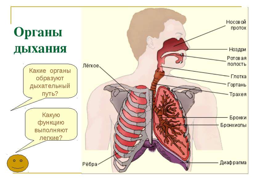 Какие органы образуют дыхательный путь? Органы дыхания Какую функцию выполняю...