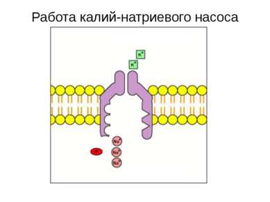Работа калий-натриевого насоса Снаружи клетки Внутри клетки