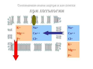 Na+ Ca++ Cl+ К+ Mg++ P+ Na+ Ca++ Cl+ Соотношение ионов внутри и вне клетки пр...