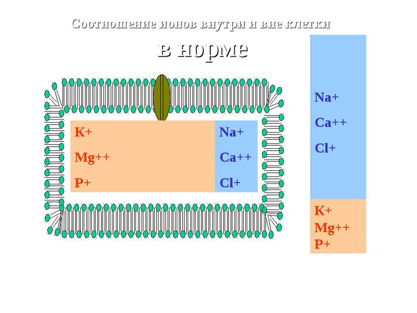 К+ Mg++ P+ Na+ Ca++ Cl+ Соотношение ионов внутри и вне клетки в норме Na+ Ca+...