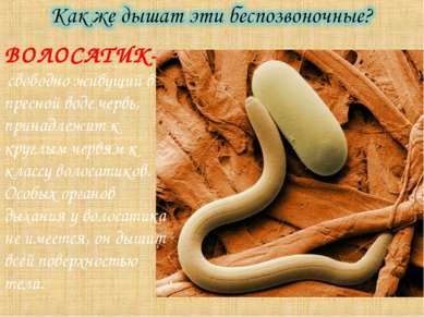 ВОЛОСАТИК- свободно живущий в пресной воде червь, принадлежит к круглым червя...