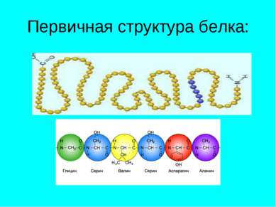 Первичная структура белка: