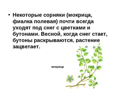 Некоторые сорняки (мокрица, фиалка полевая) почти всегда уходят под снег с цв...