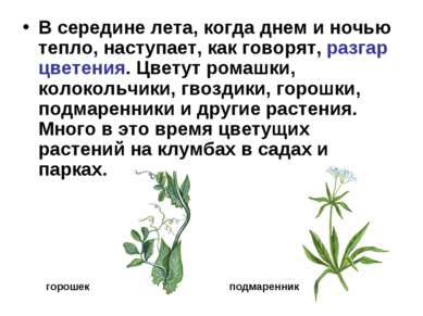 В середине лета, когда днем и ночью тепло, наступает, как говорят, разгар цве...