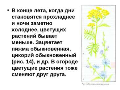 В конце лета, когда дни становятся прохладнее и ночи заметно холоднее, цветущ...